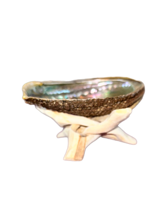 Abalone Shell with Stand